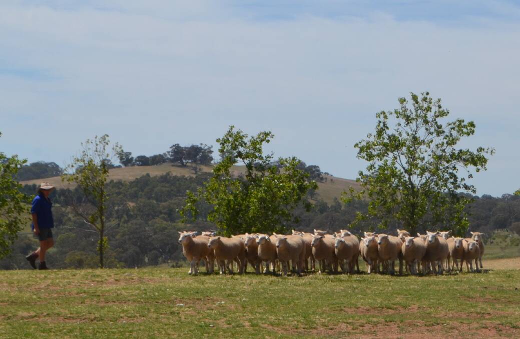 Prime lambs being yarded at Bobbara Station, Galong, for their on-property sale.