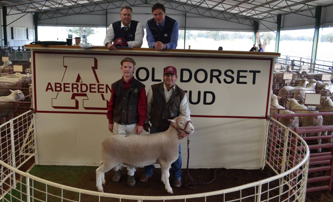 Jono and Simon Male, Aberdeen Poll Dorsets. Henty parading the top priced ram and admired by auctioneers Michael Glasser and James Tierney.