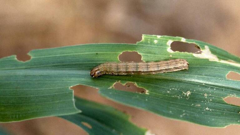 Identification of recently emerged larvae can be difficult, but when larvae reach second to third instar the features which allow diagnosis are more obvious. Photo: NSW DPI
