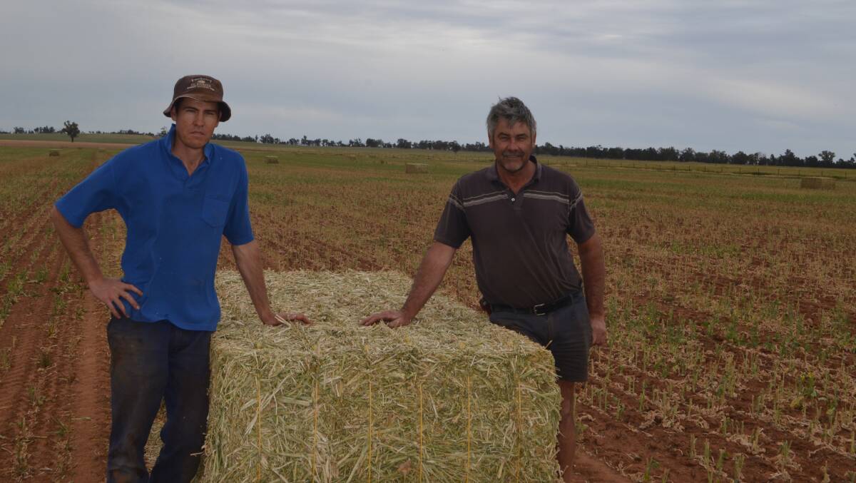 Nathan and Wes Kember "Gleneith", Ganmain with one of the bales of canola hay, pressed to recover some value for a crop which wasn't going to yield a decent grain return.
