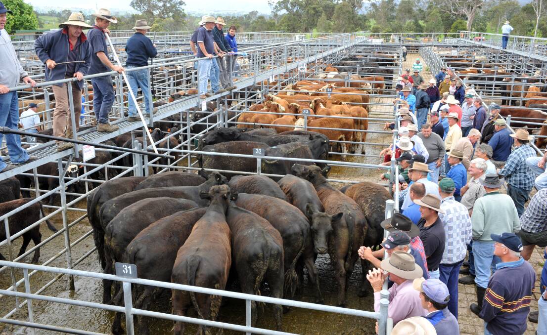 Stewart Smith, Chester and Smith, Bega taking bids during a store cattle sale.