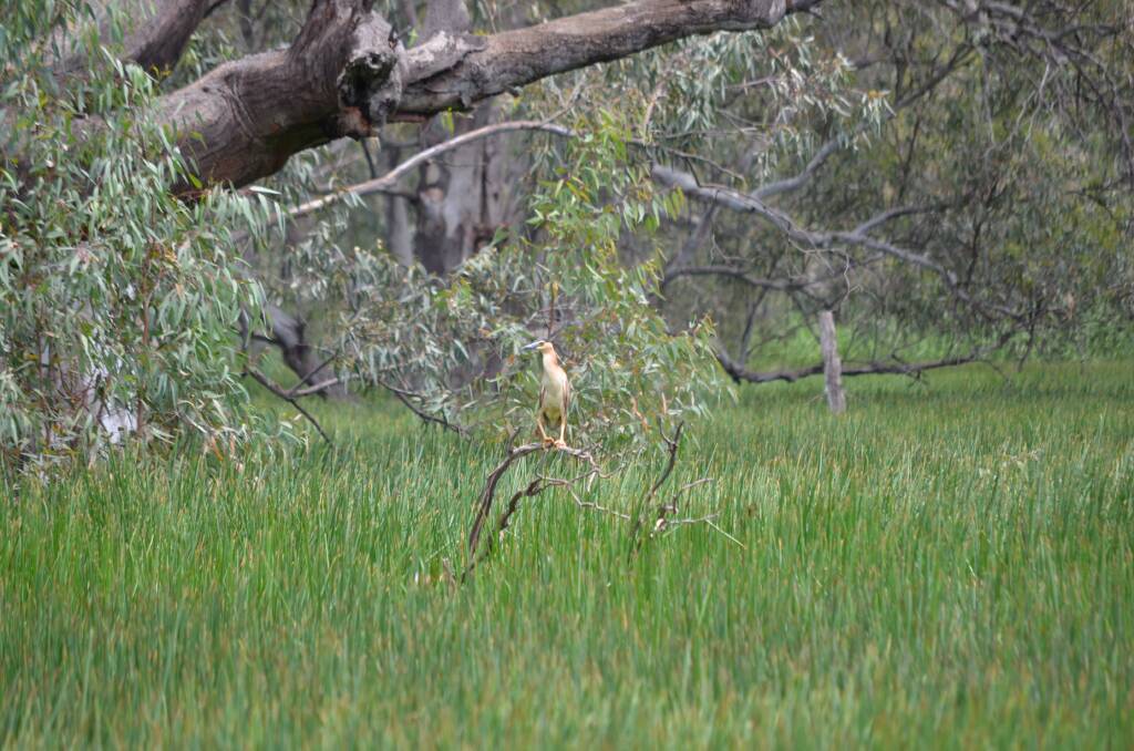 Egret resting in the flooded country on the Yanga National Park, Balranald. Photo: Stephen Burns