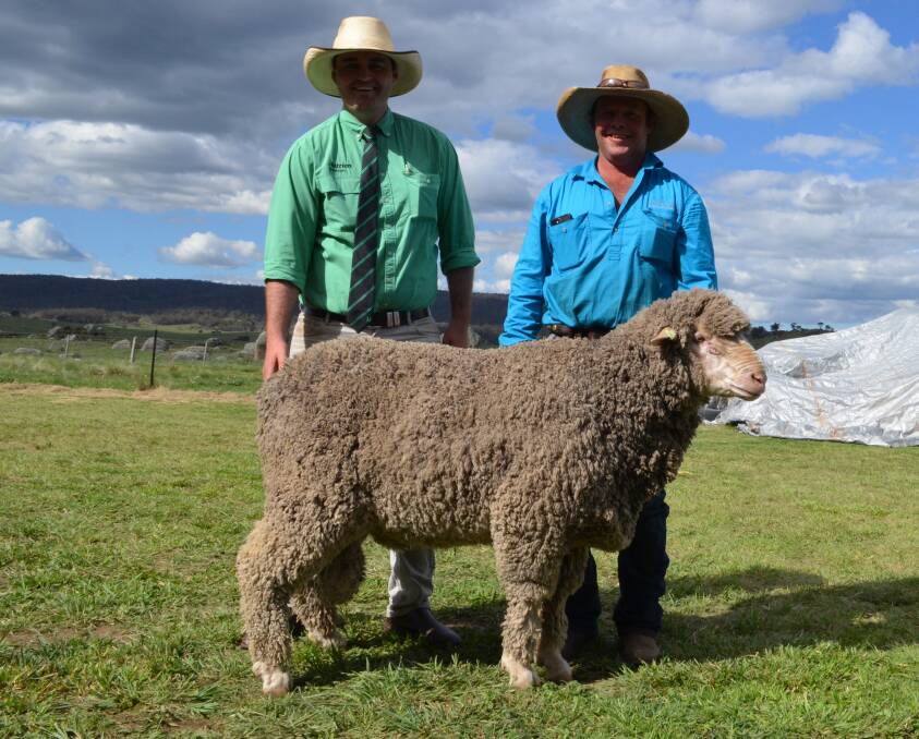 Damien Roach, Nutrien, Cooma with Snow Vale studmaster Michael Hedger parading the $6500 Poll Merino ram.