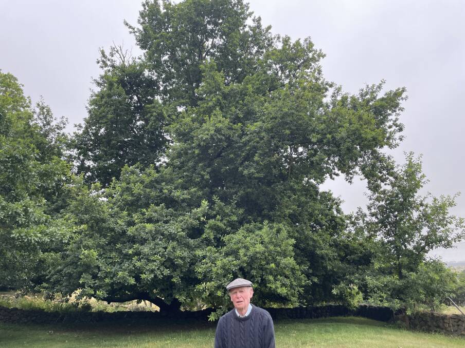 John Carter near the oak tree he planted in 1954. "I've always been keen on trees," he said.