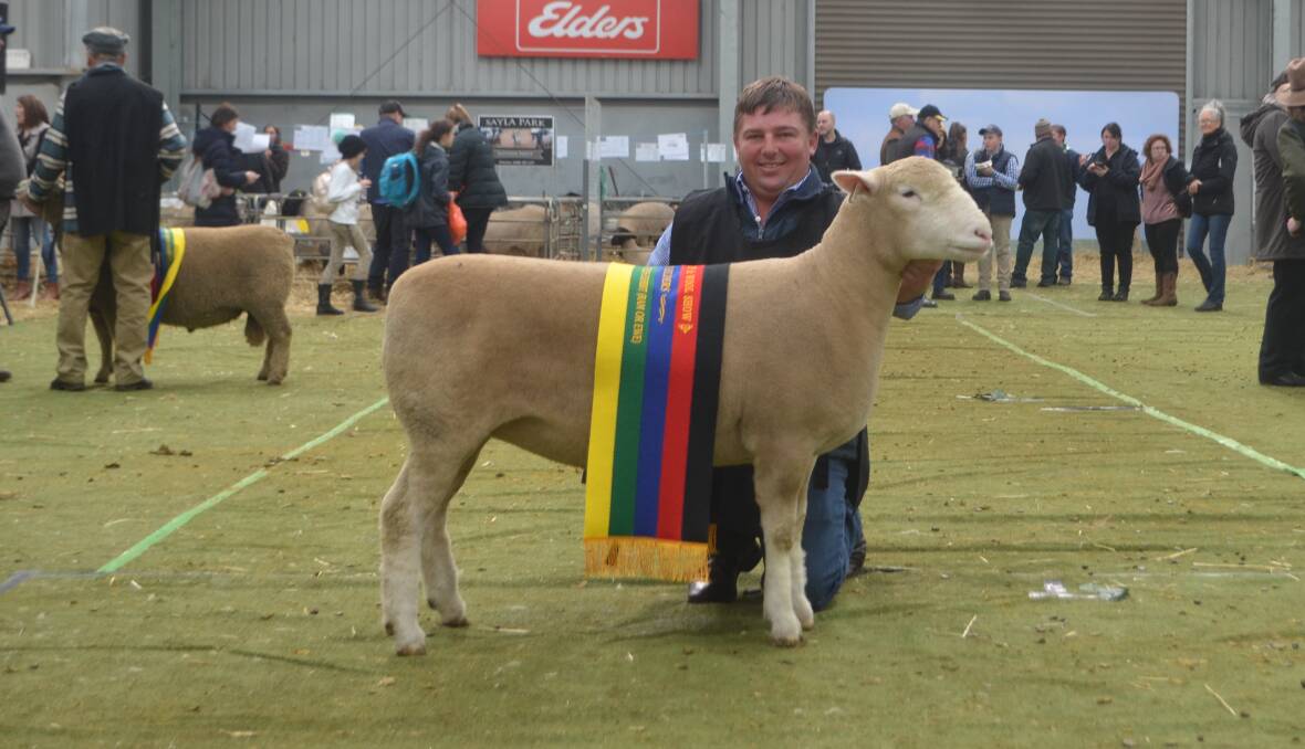 James Frost, Hillden Poll Dorsets, Crookwell, with the supreme shortwool exhibit, his Poll Dorset ewe.