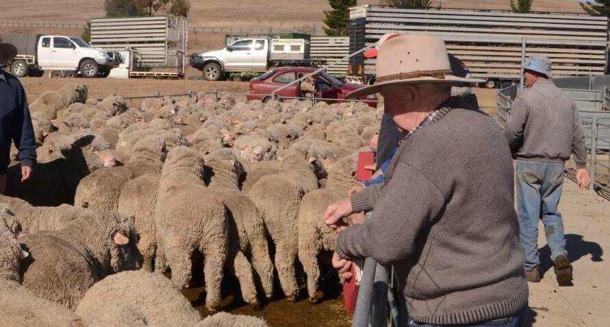 Wethers being sold at Cooma sheep sale. Photo: The Land file