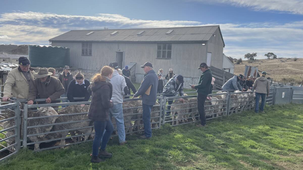 During the 93rd Merino ewe competition where fellow breeders taking a look at Merino ewes.