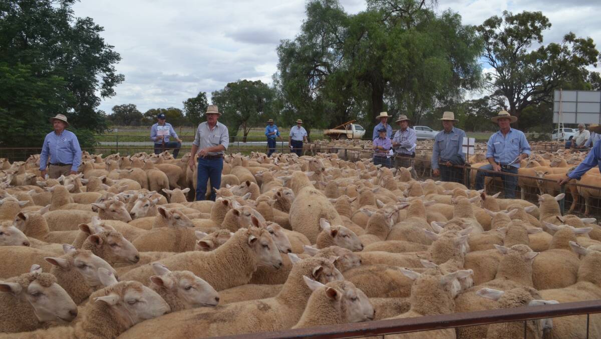 At the Barellan first-cross ewe sale Barellan stock agent Mark Flagg and auctioneer Anthony Cummins in action during a high priced auction., 