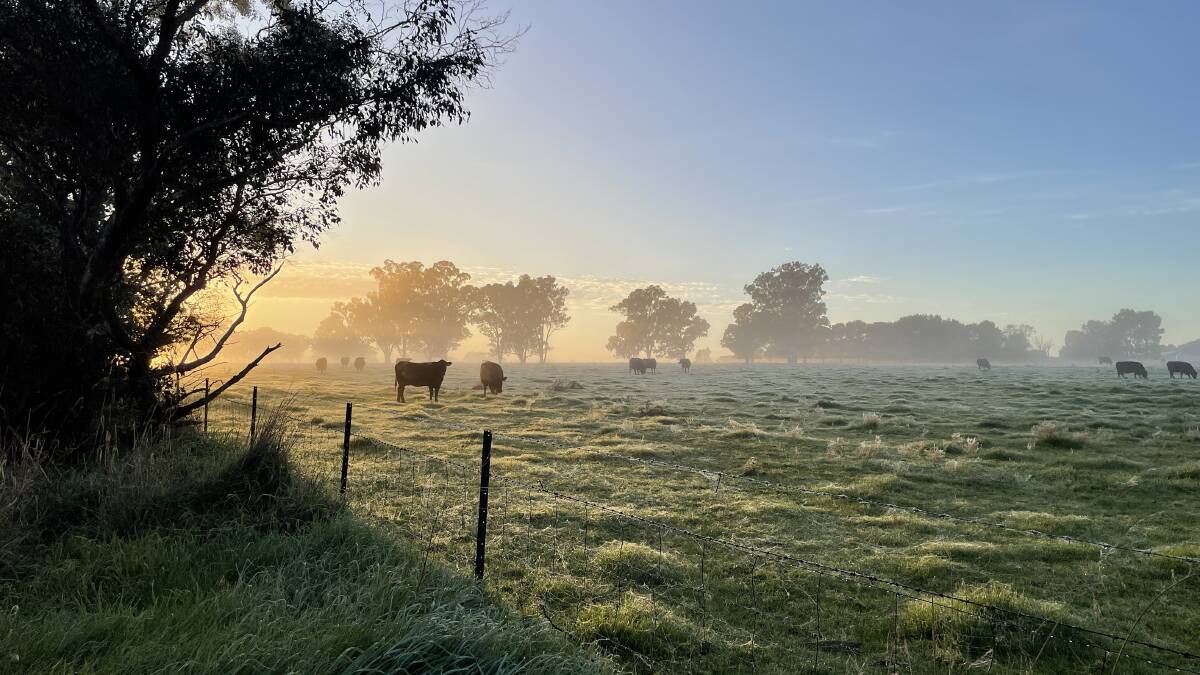 Frost at sunrise near Culcairn, which heralded a decent autumn break and foretold the potential of a southern bumper season.