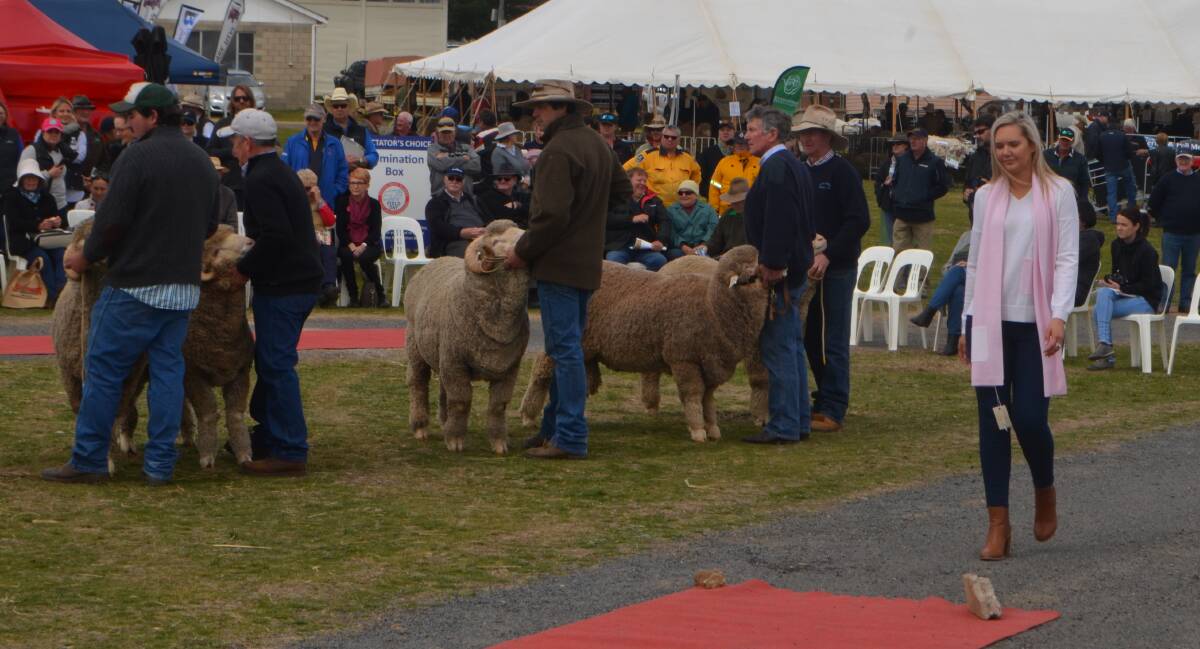 Parading before the rams being judged for ram of the year was Jacqueline Carey wearing fashionable wool.