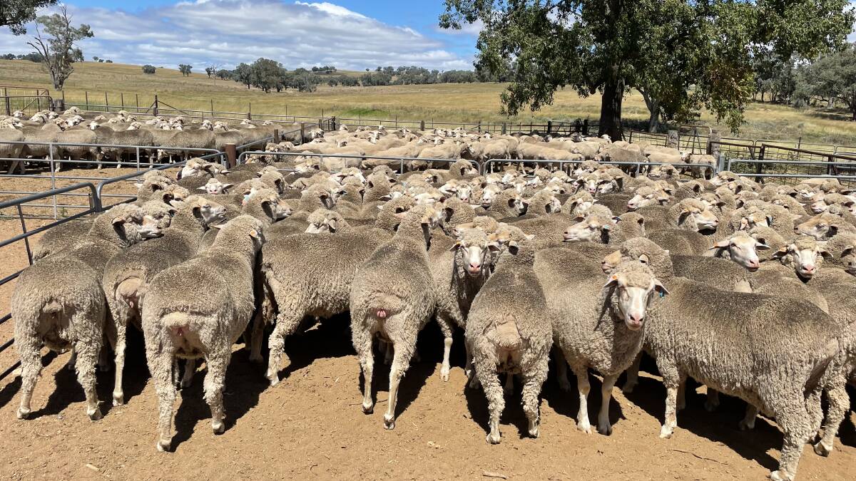 Bare breeched three year old Merino ewes at Cowra.