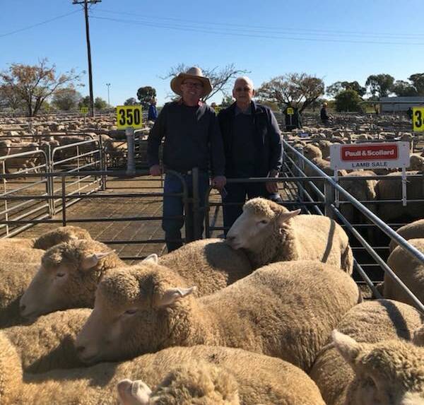 Paull and Scollard, Wodonga livestock agent Tim Robinson with vendor Les Burns and the record breaking pen of 68 lambs sold for $255.20. Photo: supplied 