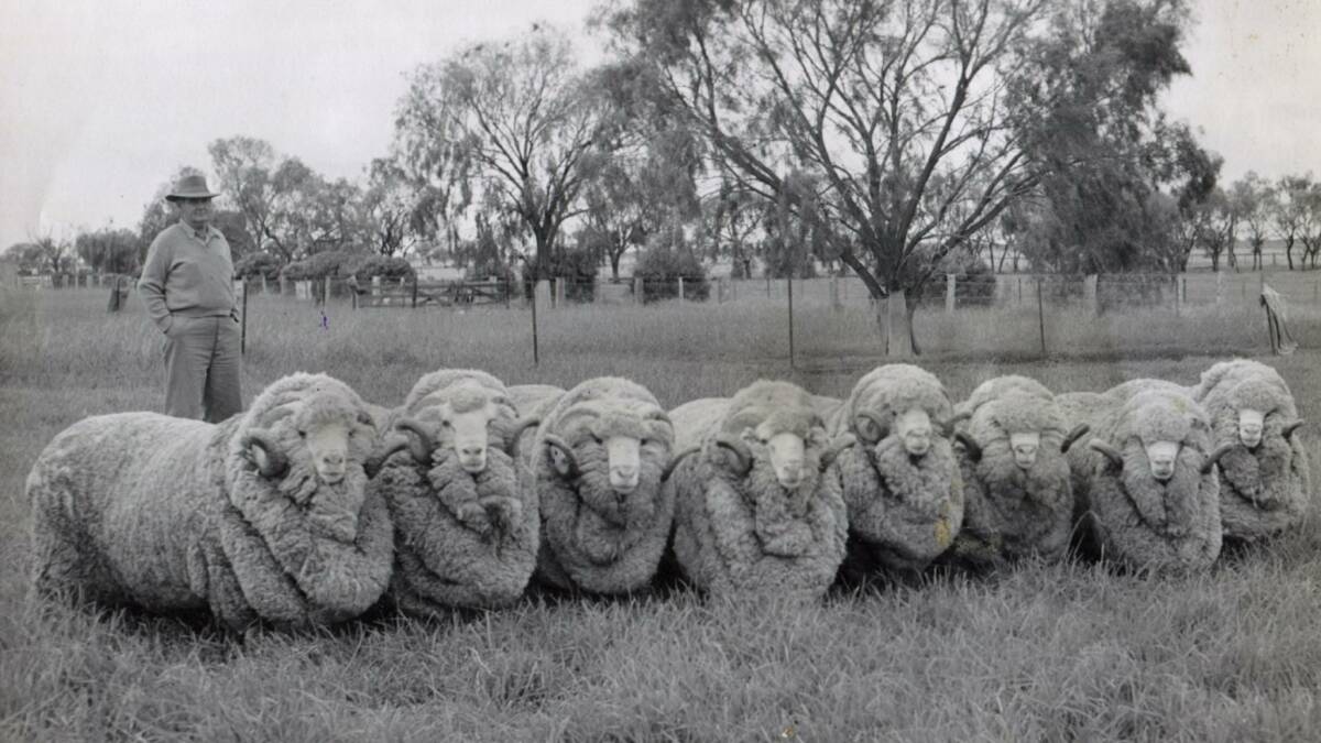 Pictured Above: Tom Culley at Wonga, Jerilderie in the early 1960s with a selection of stud rams showing the magnificent productive capacity for which his sheep were recognised. Photo: Elaine Worgan