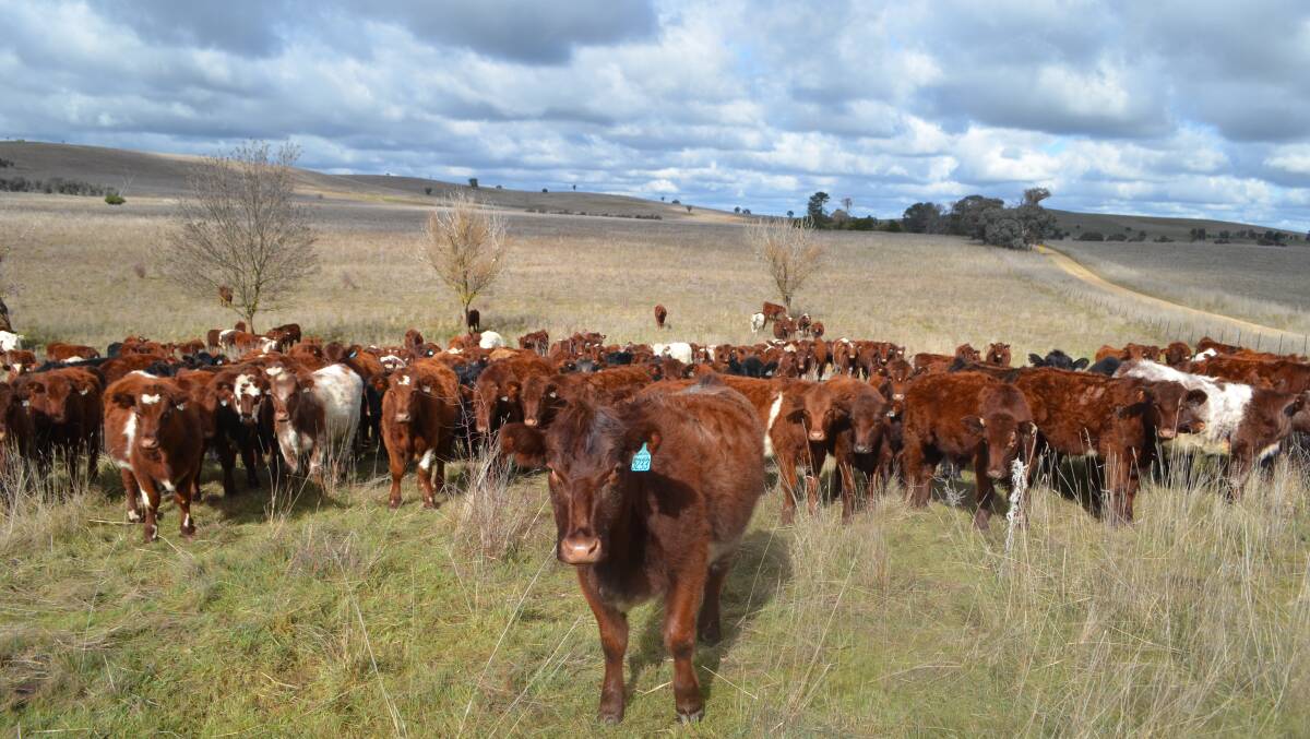 What does 'sustainability' mean for the Australian beef industry?
