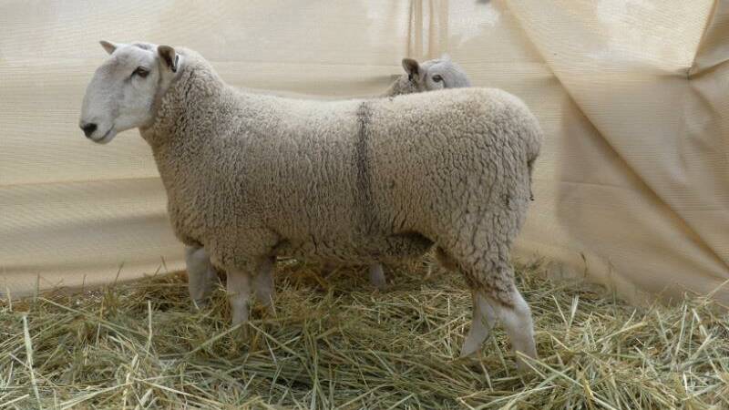 The top priced ram $2650 was the top ranked ram in the draft by Stockscan. Photo: AuctionsPlus