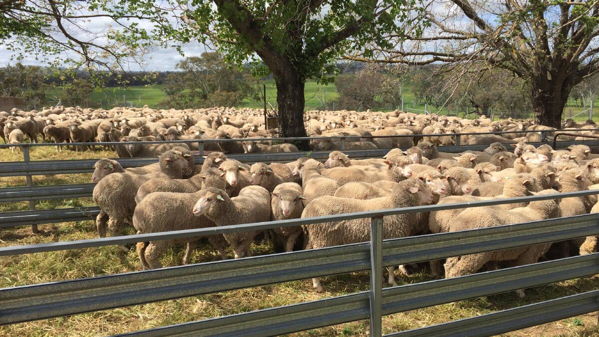 June-shorn maiden ewes in the yards at Yanawe, Yass.