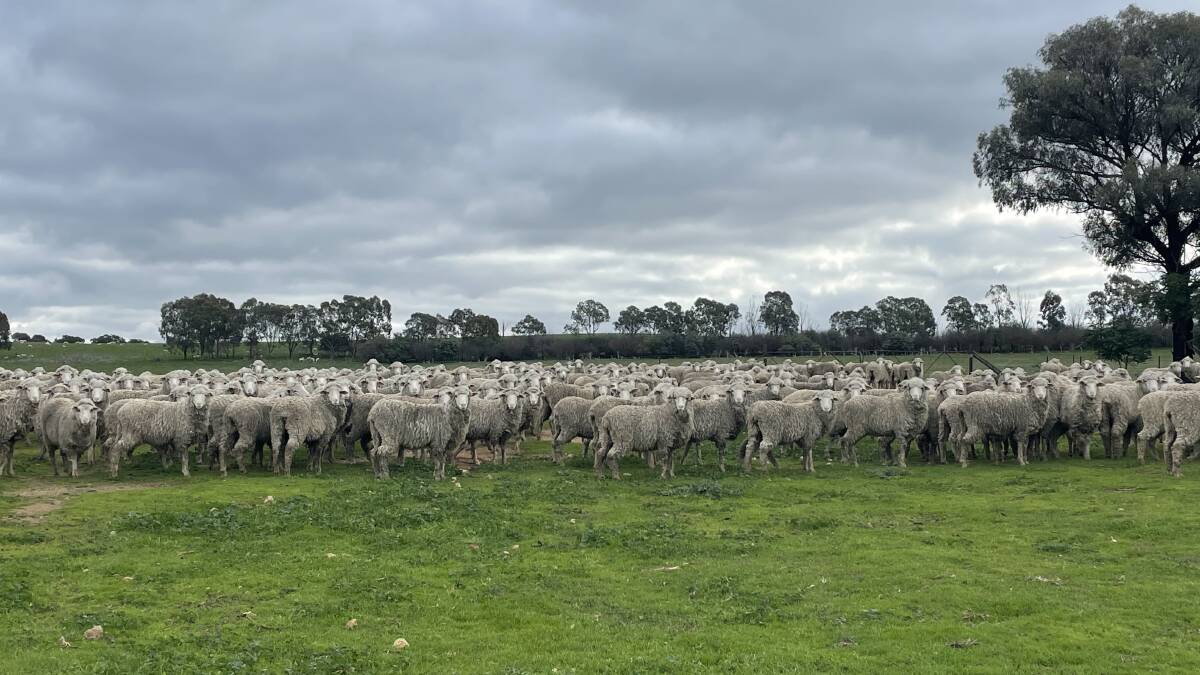 Classed Merino ewes bred through RamSelect 