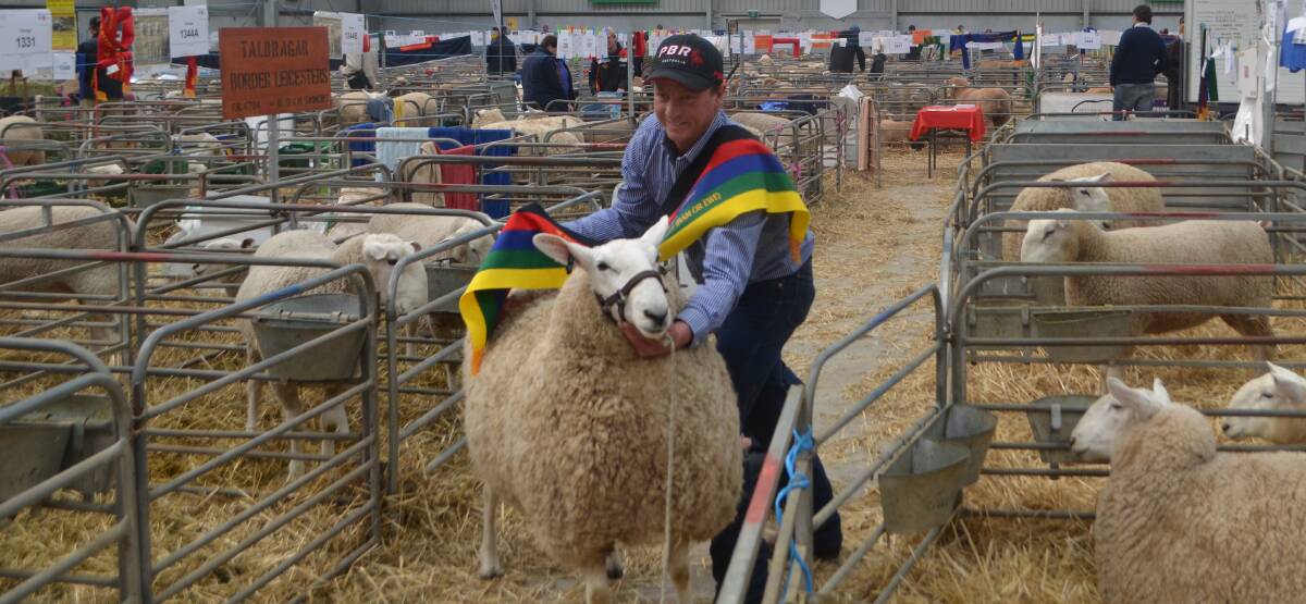 Ross Jackson, Jackson Border Leicesters, Moyston, Victoria with the supreme longwool exhibit, his Border Leicester ewe.