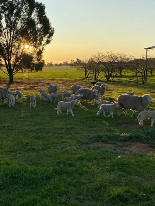 Second-cross prime lambs with their first-cross mothers.