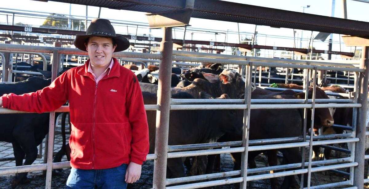 Harrison Daley, Elders, Gundagai, where restockers were looking for breeding females in the prime cattle sale on Monday at Wagga Wagga.