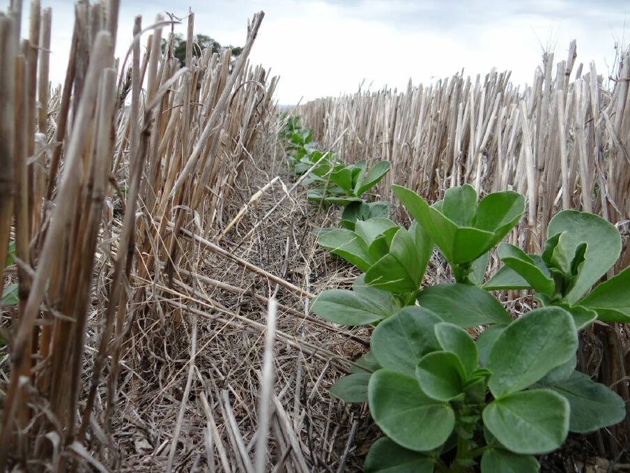 Young faba beans growing through old stubble: Photo: supplied