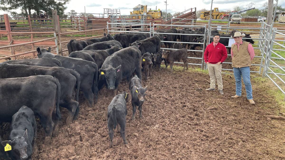 The cows with calves bought by James and Will Wallis, Jugiong. Auctioneer Ryan Bajada and Nick Gilvarry, Elders Tumut, inspecting.