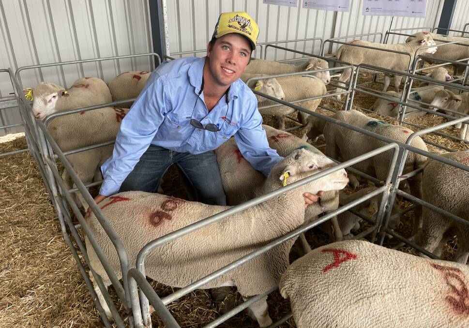 Jasper Bowman, Kentish Downs Poll Dorsets, with the equal second top priced ram at $4200 bought through AuctionsPlus.