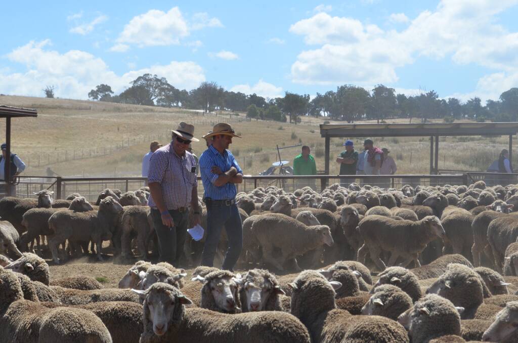 Judges James Barron and Alan McCormack assessing maiden Merino ewes during day one of the ANZ Agribusiness Crookwell flock ewe competition.