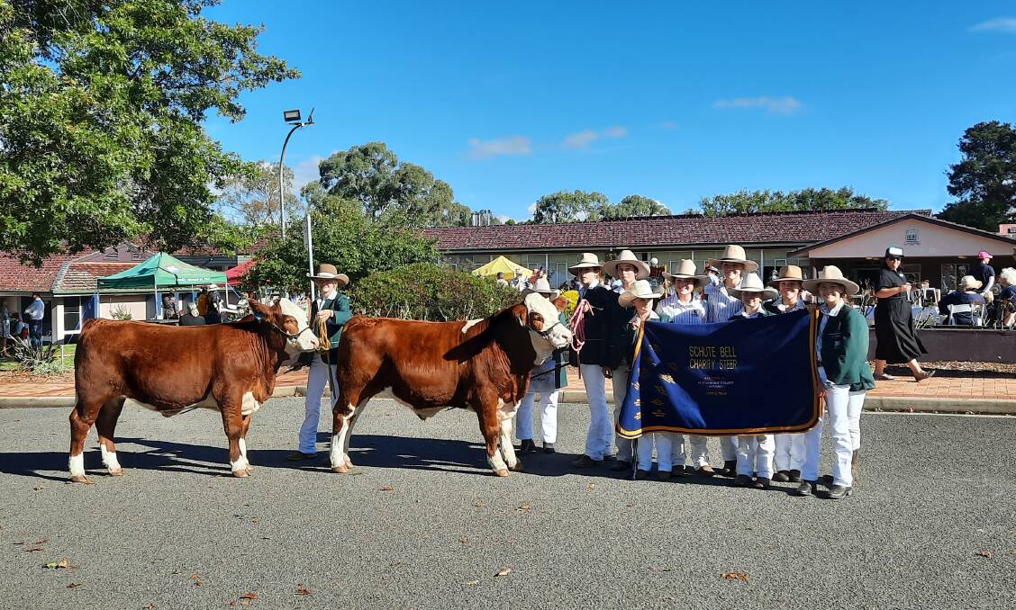 The two Schute Bell Badgery Lumby charity Simmental steers prepared by the Show Cattle Team at PLC Armidale for the auction during the 2022 Sydney Royal Easter Show when the proceeds will once again benefit The Victor Chang Cardiac Research Institute. Photo: supplied
