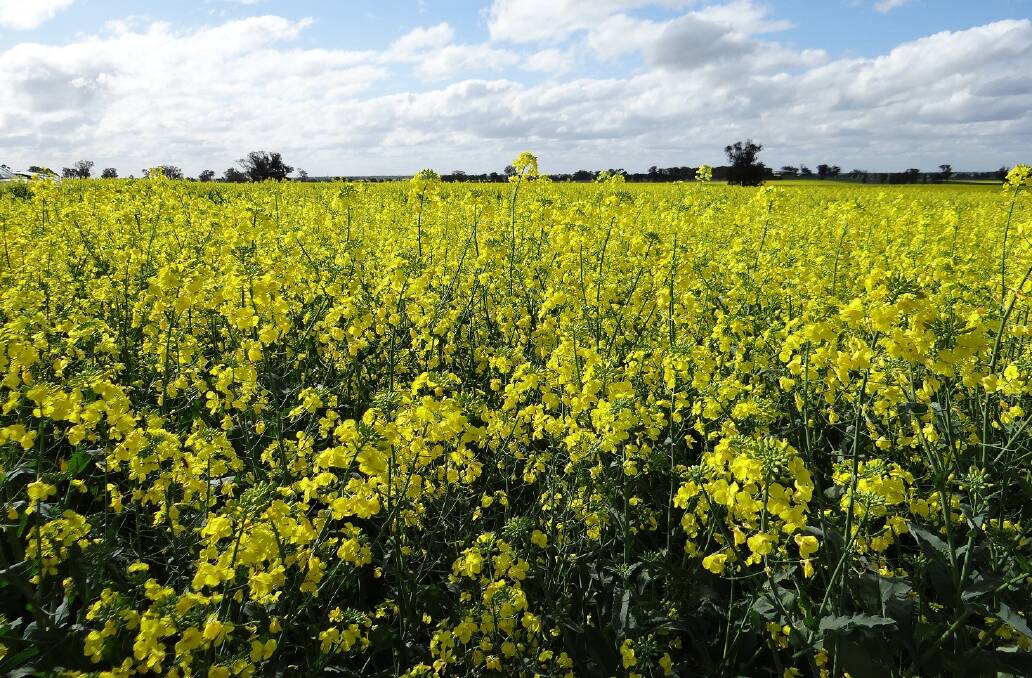 “This canola systems day aims to help grain growers work through some of these key management issues by visiting trial sites evaluating varietal profitability and nutritional performance”
