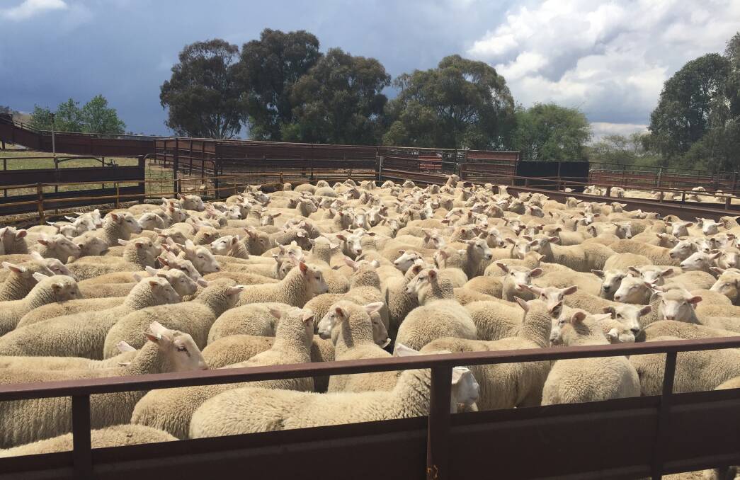 The evenness of the Primelamb lambs just weaned on offer at Bobbara Station, Galong