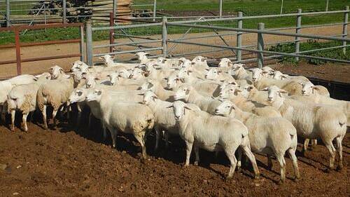 The pen of forty Australian White ewes sold for $1015 on AuctionsPlus. Photo: AuctionsPlus