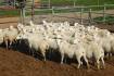 Is $1015 an Australian record for ewes?