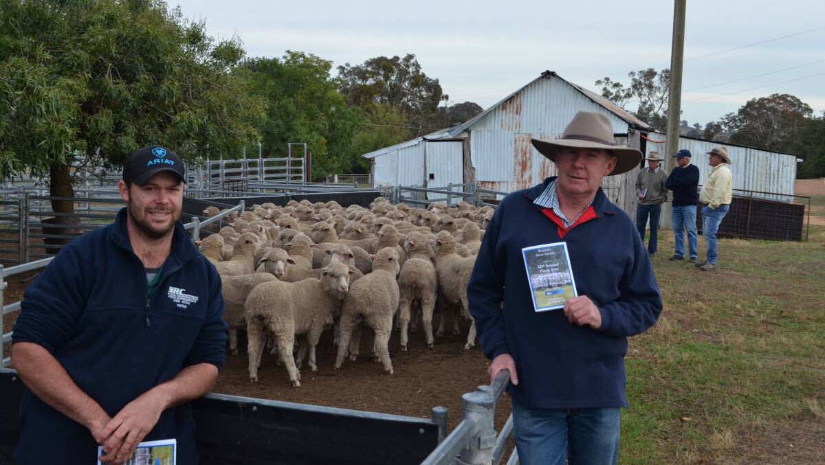 Peter and Tony Croker with their Yarrawonga-blood October-shorn ewes classed by Steve Phillips.