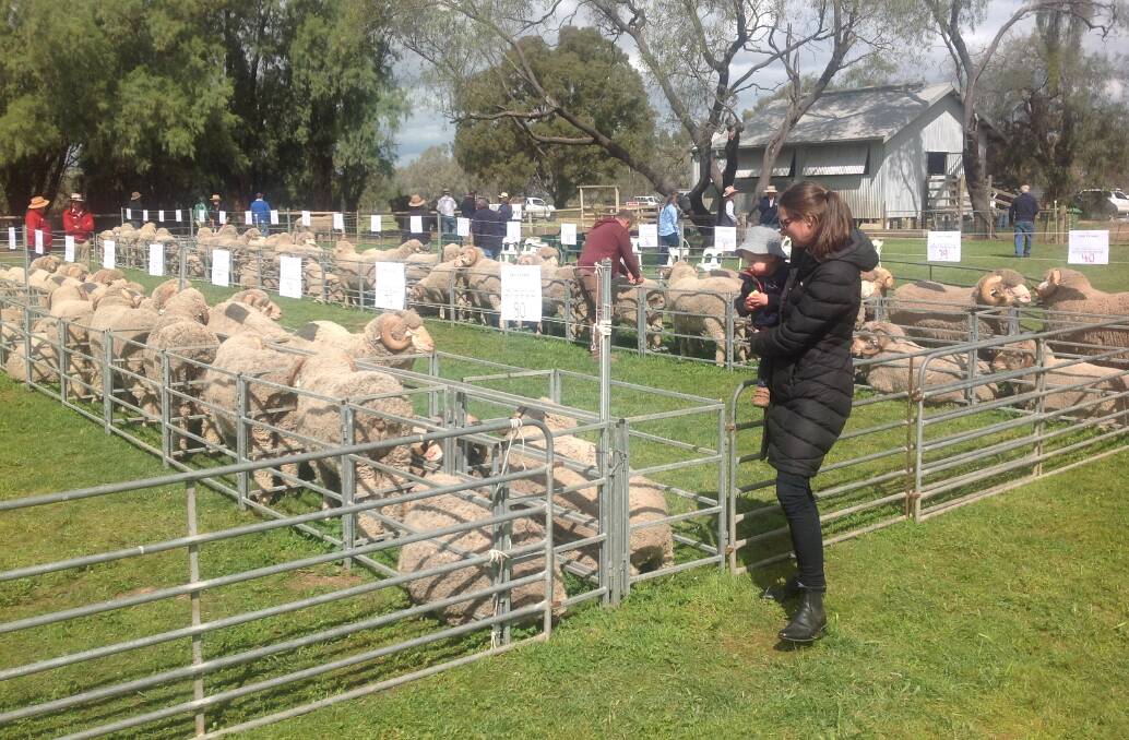 At The Yanko, Jerilderie Merino and Poll merino rams resting after the sale and prior to being loaded.