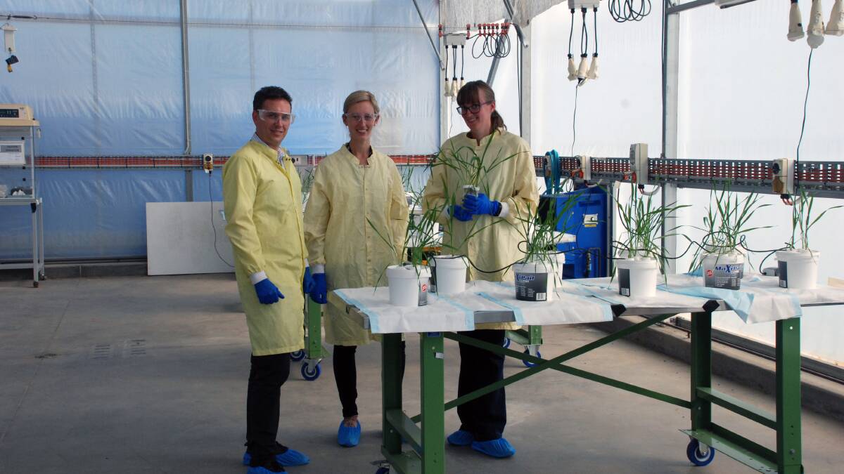 ANSTO Environmental Research scientist Dr Tom Cresswell, Dr Casey Doolette and PhD candidate Thea Lund Read from Prof Enzo Lombi’s lab at the Future Industries Institute are assessing if nano and micro zinc particles applied to leaves, can provide a more sustained supply of zinc to the crops. Photo: suplied
