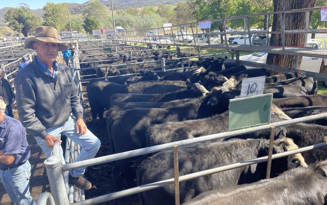 Bob Lindley, South Gundagai, representing his son Dan with a pen of 20 black baldy steers weighing 429kg that sold for $1530 a head at Tumut on Wednesday.