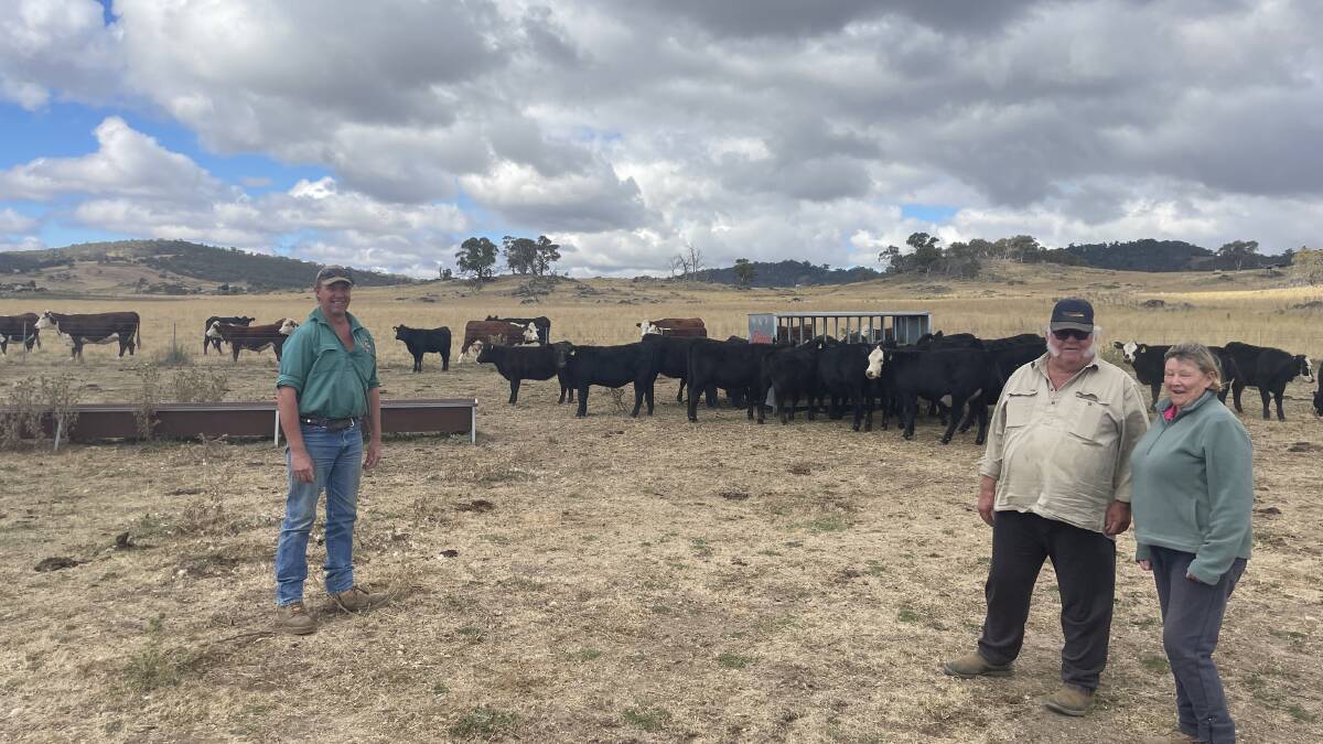 Craig, Phillip and Robyn Reid check their yard-weaned Angus heifers.
