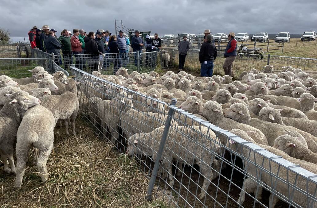 Spectators listening to the judges comments on a Merino flock entered in the 2022 Crookwell Flock Ewe Competiton.