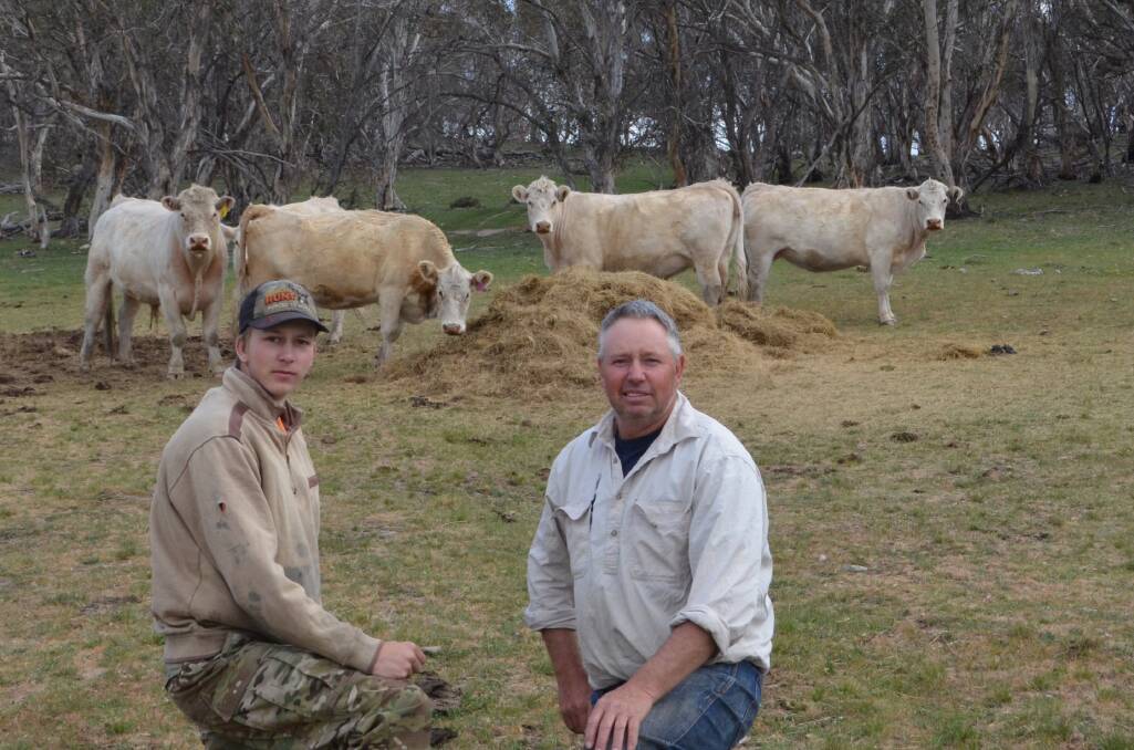Clinton and Lawrence Clifford checking their cows, which are being fed silage to maintain their condition through a dry season at Berridale.