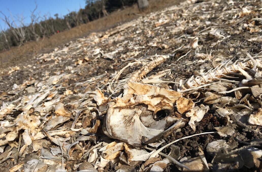 Bones in a dry branch of the Yanco Creek. Photo: supplied