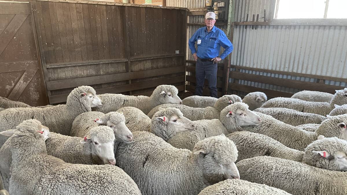 Allan Casey with a selection of Dohne ewes which were part of the sire evaluation trials held on Coonong Station, Urana. 