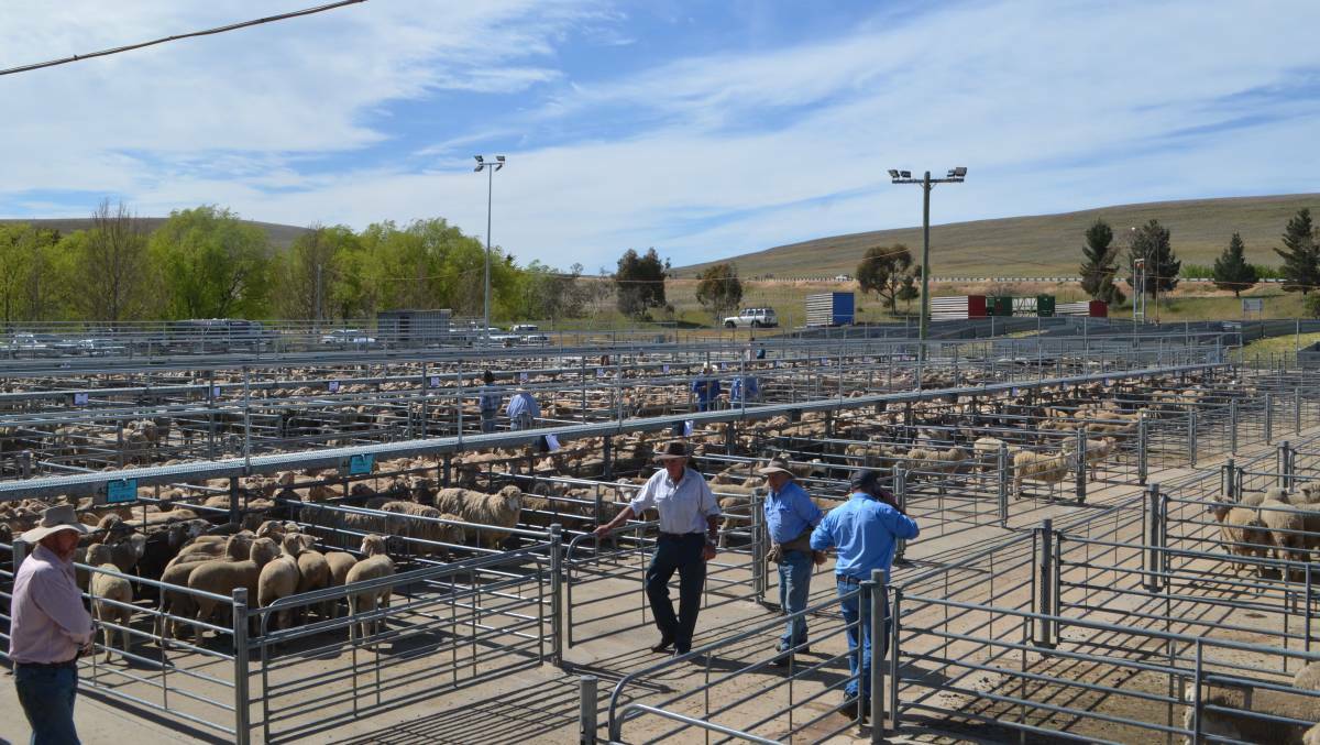 The sheep sale at Cooma on Tuesday featured the dispersal of 1400 November-shorn Cottage Park-blood Merinos on account Rod Smith, Dry Plains. Photo: File