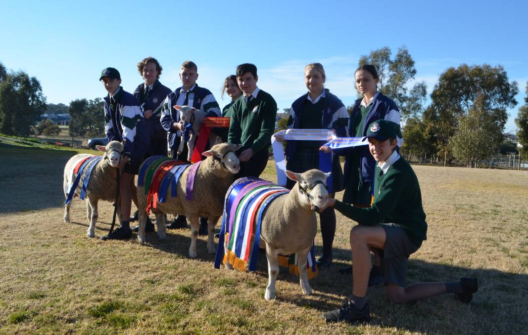 Agricultural Technology students at The Riverina Anglican College, Wagga Wagga involved with the school's Show Team proudly parading their Poll Dorset ram and ewes which had considerable success at both the Holbrook Sheep Show, and the NSW Dorset Championships 2018 held in Cowra.


