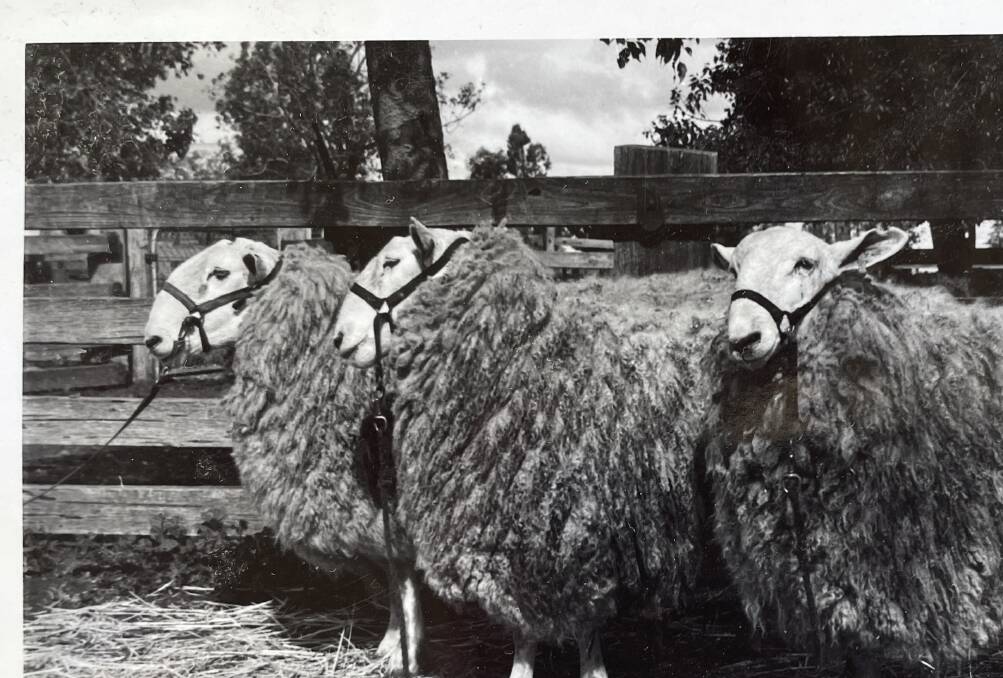 Border Leicester rams bred by Fred Kember junior at Gleneith, Ganmain in the 1950s.