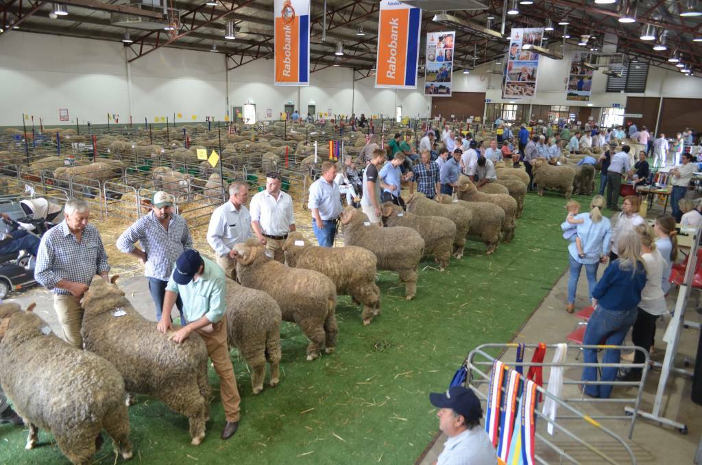 Judging during a ram class at the 2020 Great Southern Supreme Merino show in Canberra. Following the cancellation of the 2021 event, organisers were hopeful a similar scene would be viewed in 2022, but this will not now happen.