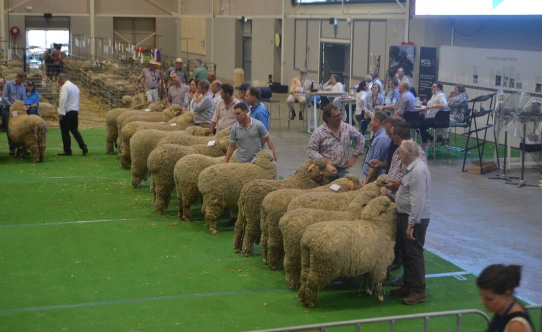 Teams of five arranged for judging of the August-shorn Merinos competing for the Bruce Merriman Memorial Perpetual Trophy