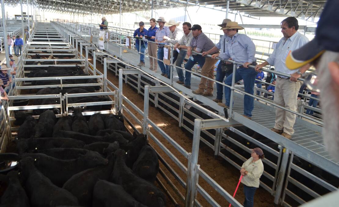 Selling action during the weaner sale in SELX, Yass 