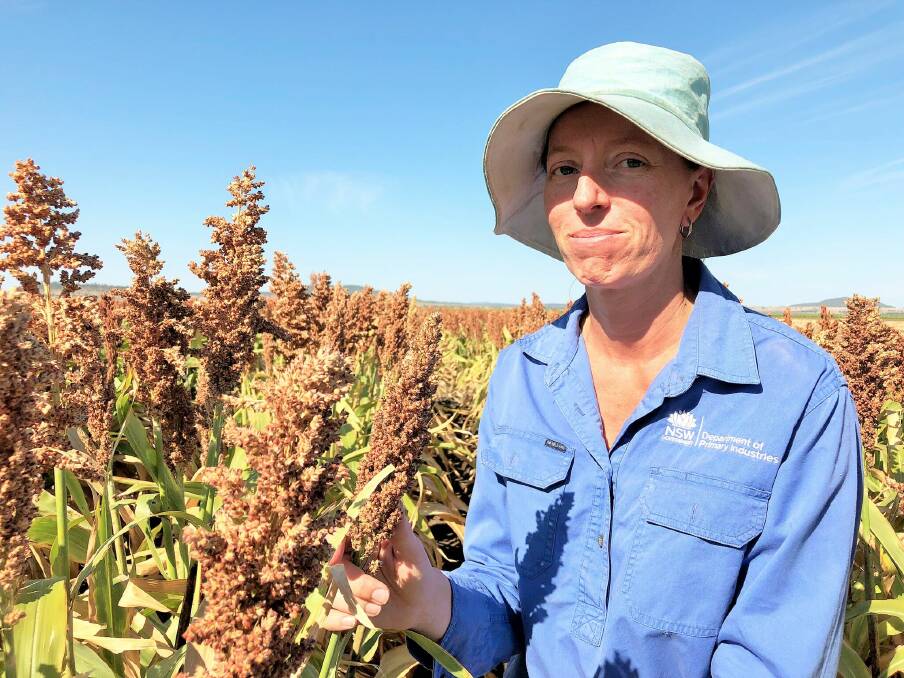 NSW DPI researcher Loretta Serafin will present the latest information on tactical agronomy in sorghum looking at row spacing, yield stability and time of planting at the Narromine GRDC Update. Photo: supplied
