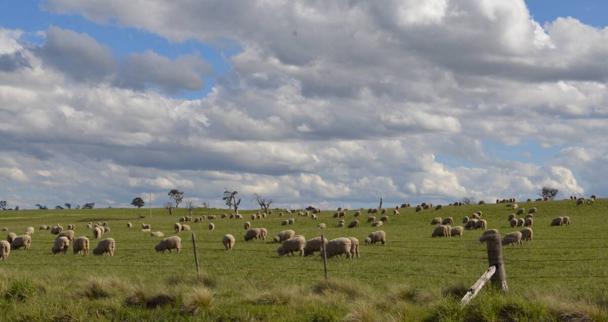 Good pastures are essential for profitable livestock production.
